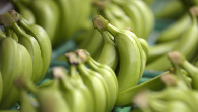 Posts share misleading statements about dietary advantages of bananas